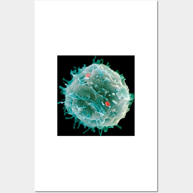 Stem cell, SEM (G442/0451) Wall Art by SciencePhoto